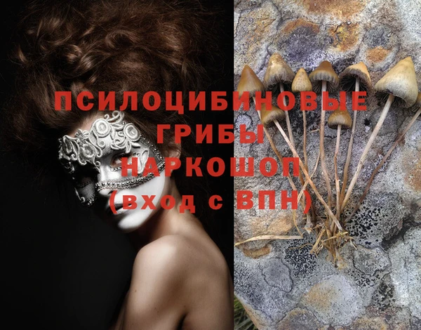 гашик Вяземский