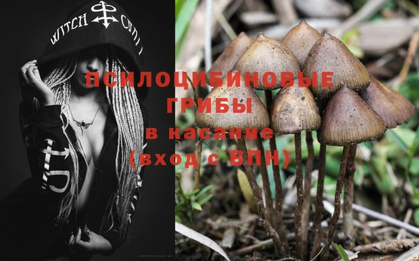 гашик Вяземский
